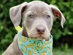 Cachorro raça SRD  idade 2 a 6 meses nome Gary 