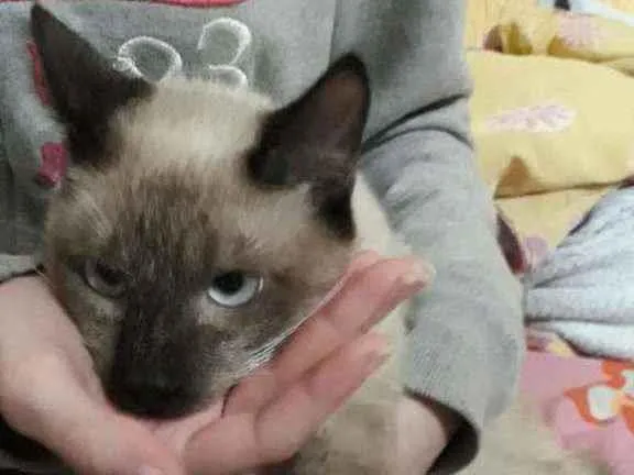 Gato raça SRD  idade 2 a 6 meses nome Tommy 