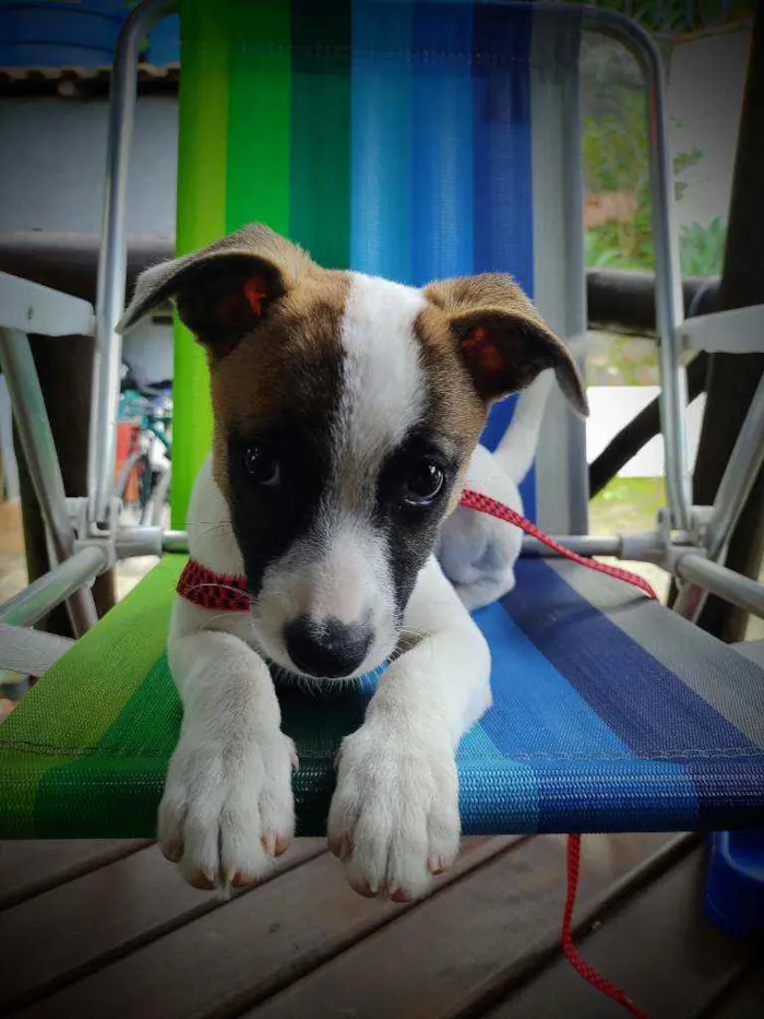 Cachorro raça Fox Paulistinha idade 2 a 6 meses nome Lili