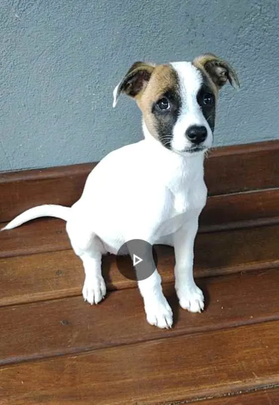 Cachorro raça Fox Paulistinha idade 2 a 6 meses nome Lili