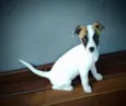 Lili