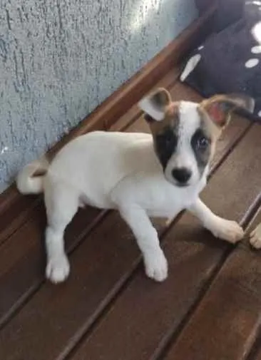 Cachorro raça Fox Paulistinha idade 2 a 6 meses nome Lili
