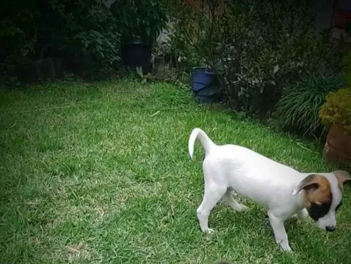 Cachorro raça Fox Paulistinha idade 2 a 6 meses nome Lili