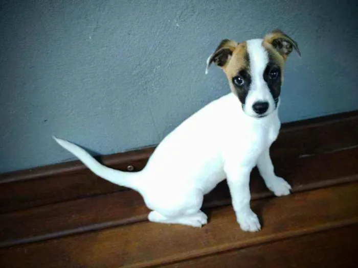 Cachorro raça Fox Paulistinha idade 2 a 6 meses nome Lili