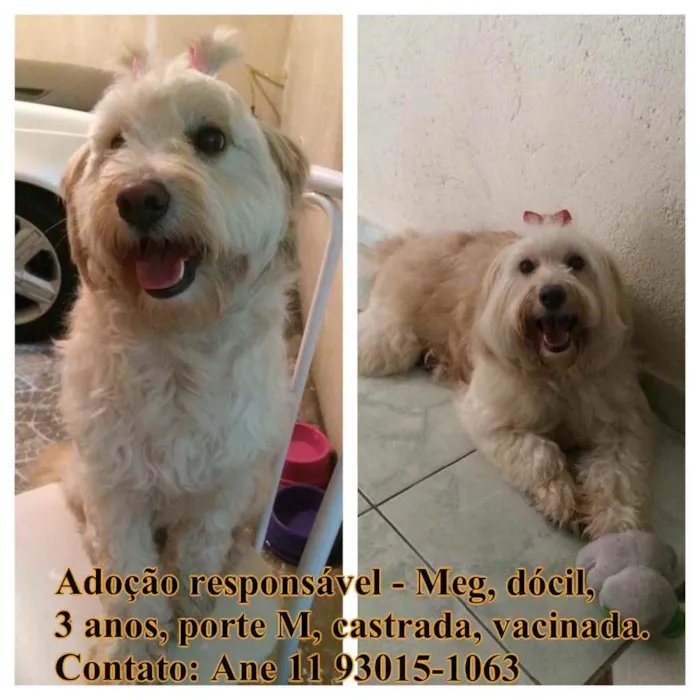 Cachorro ra a SRD/Mix poodle idade 3 anos nome Meg