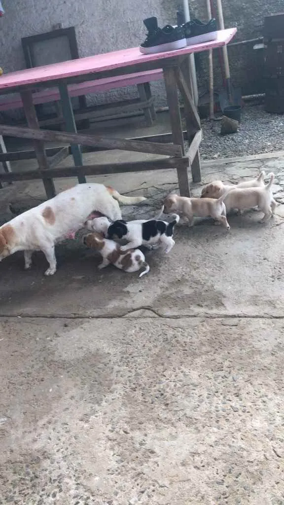 Cachorro raça  idade Abaixo de 2 meses nome Pintados