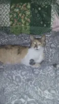 Vitória 