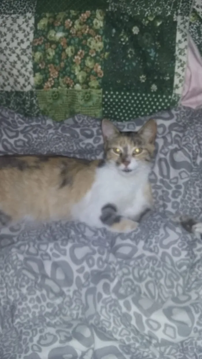 Gato ra a SRD idade 7 a 11 meses nome Vitória 