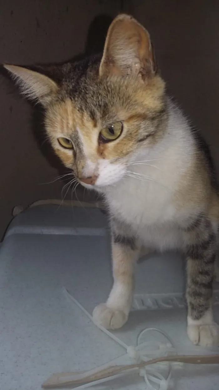 Gato ra a SRD idade 7 a 11 meses nome Vitória 