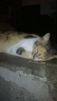 Vitória 