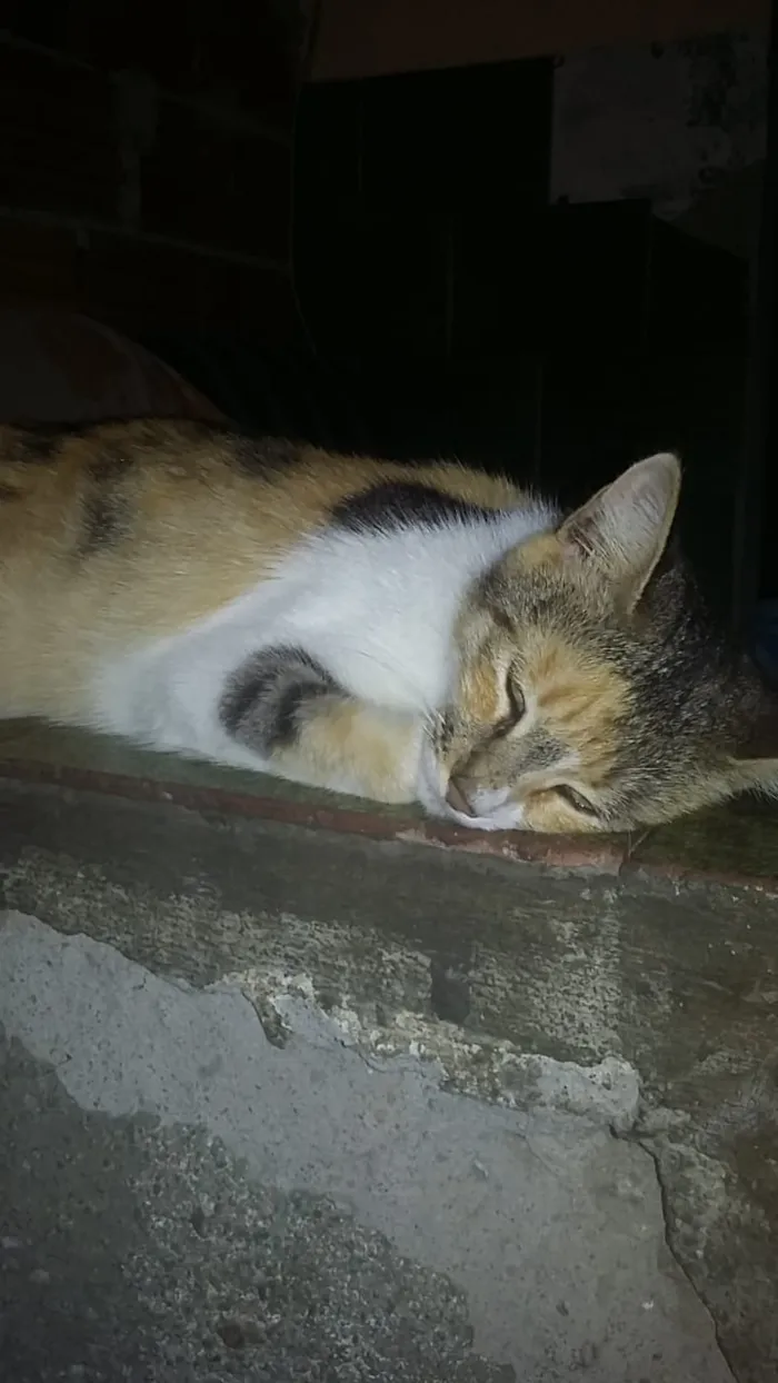 Gato ra a SRD idade 7 a 11 meses nome Vitória 