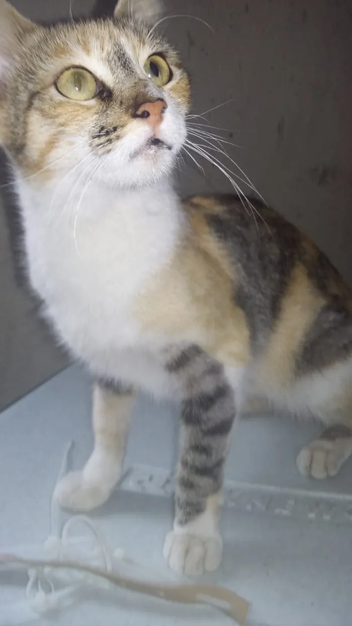 Gato ra a SRD idade 7 a 11 meses nome Vitória 