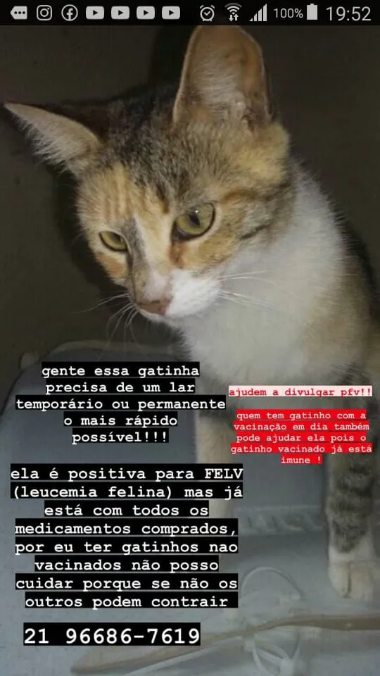 Gato ra a SRD idade 7 a 11 meses nome Vitória 