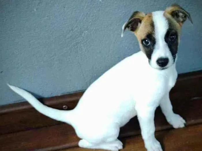 Cachorro raça Fox Paulistinha idade 2 a 6 meses nome Lili