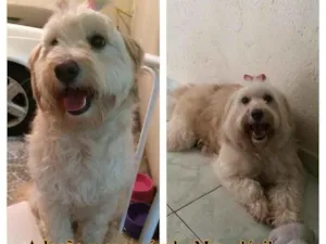 Cachorro raça SRD/Mix poodle idade 3 anos nome Meg