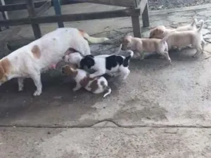 Cachorro raça  idade Abaixo de 2 meses nome Pintados