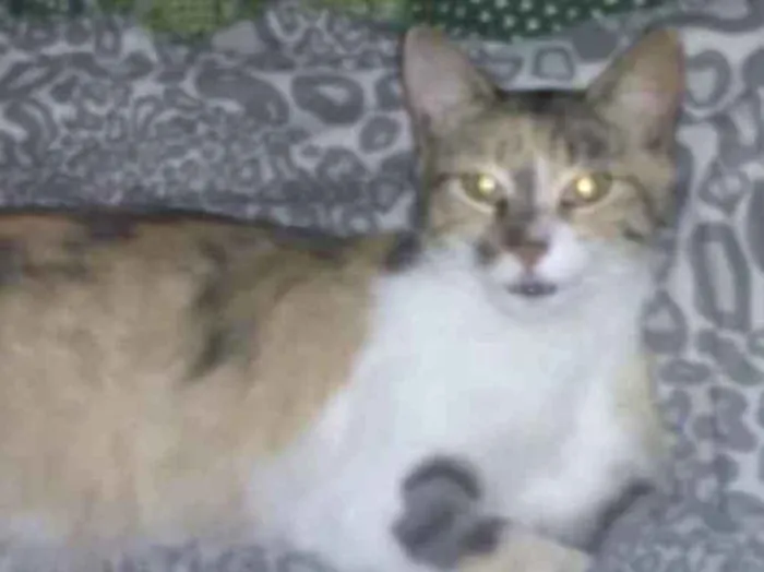 Gato ra a SRD idade 7 a 11 meses nome Vitória 