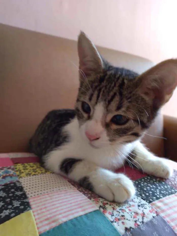 Gato ra a SRD idade 2 a 6 meses nome Juju