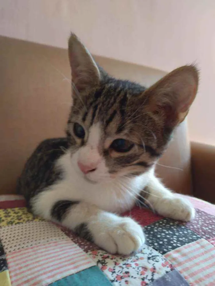Gato ra a SRD idade 2 a 6 meses nome Juju