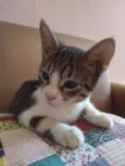 Juju