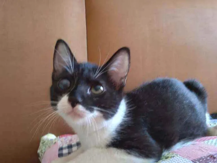 Gato ra a SRD idade 2 a 6 meses nome Zezé 