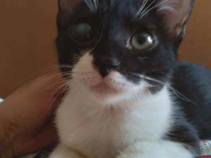 Gato ra a SRD idade 2 a 6 meses nome Zezé 
