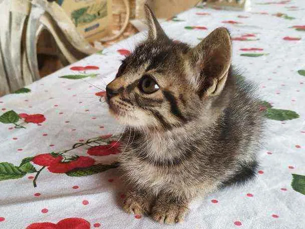 Gato ra a  idade 2 a 6 meses nome Ainda não tem nome. 