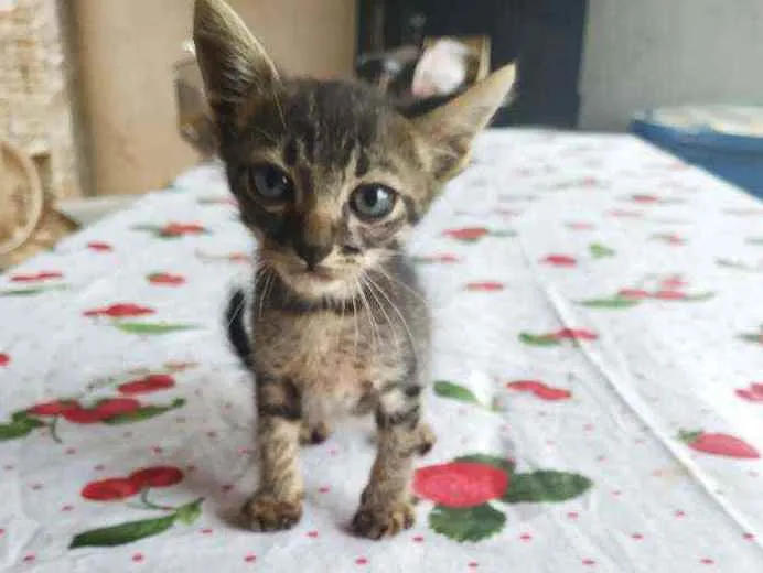 Gato ra a  idade 2 a 6 meses nome Ainda não tem nome. 