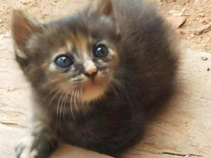 Gato ra a  idade 2 a 6 meses nome Ainda não tem nome. 