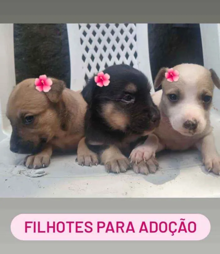 Cachorro ra a  idade Abaixo de 2 meses nome Filhotes