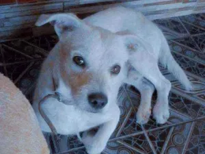 Cachorro raça Vira-lata idade 2 a 6 meses nome Cheid