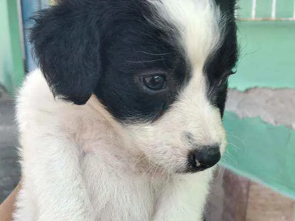 Cachorro ra a Viralsta misturado idade Abaixo de 2 meses nome Sem nomes