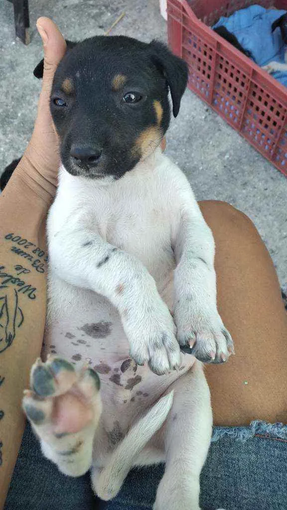 Cachorro ra a Viralsta misturado idade Abaixo de 2 meses nome Sem nomes