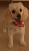 Cachorro raça Mix de poodle idade 5 anos nome Max