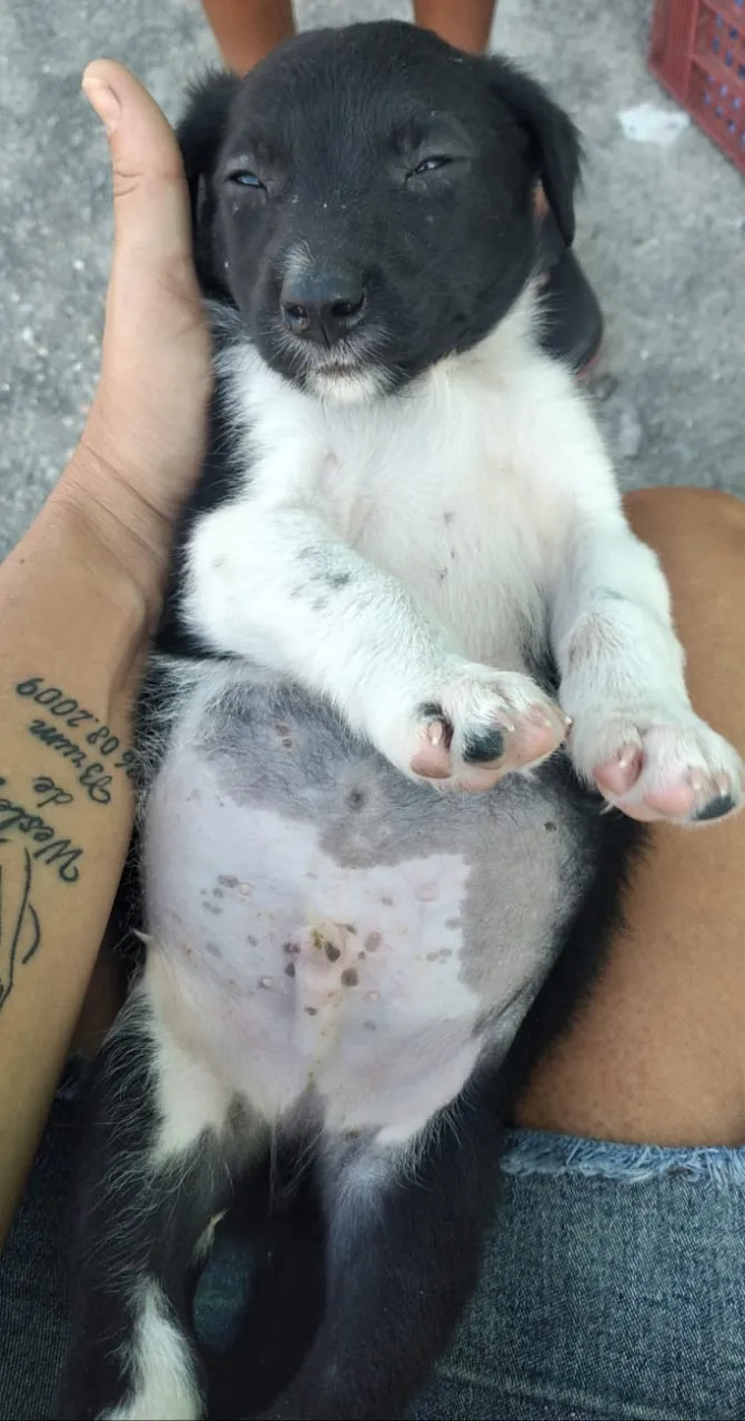 Cachorro ra a Viralsta misturado idade Abaixo de 2 meses nome Sem nomes