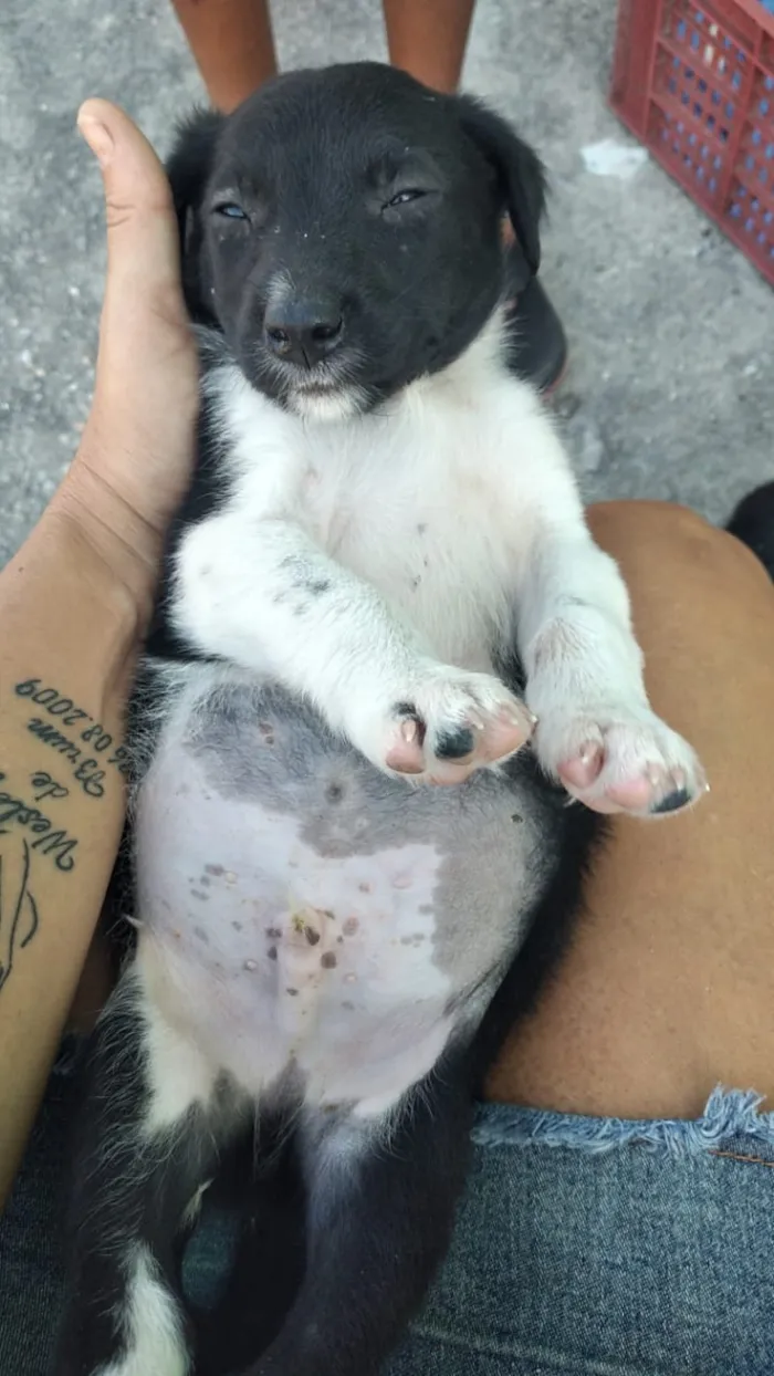 Cachorro ra a Viralsta misturado idade Abaixo de 2 meses nome Sem nomes