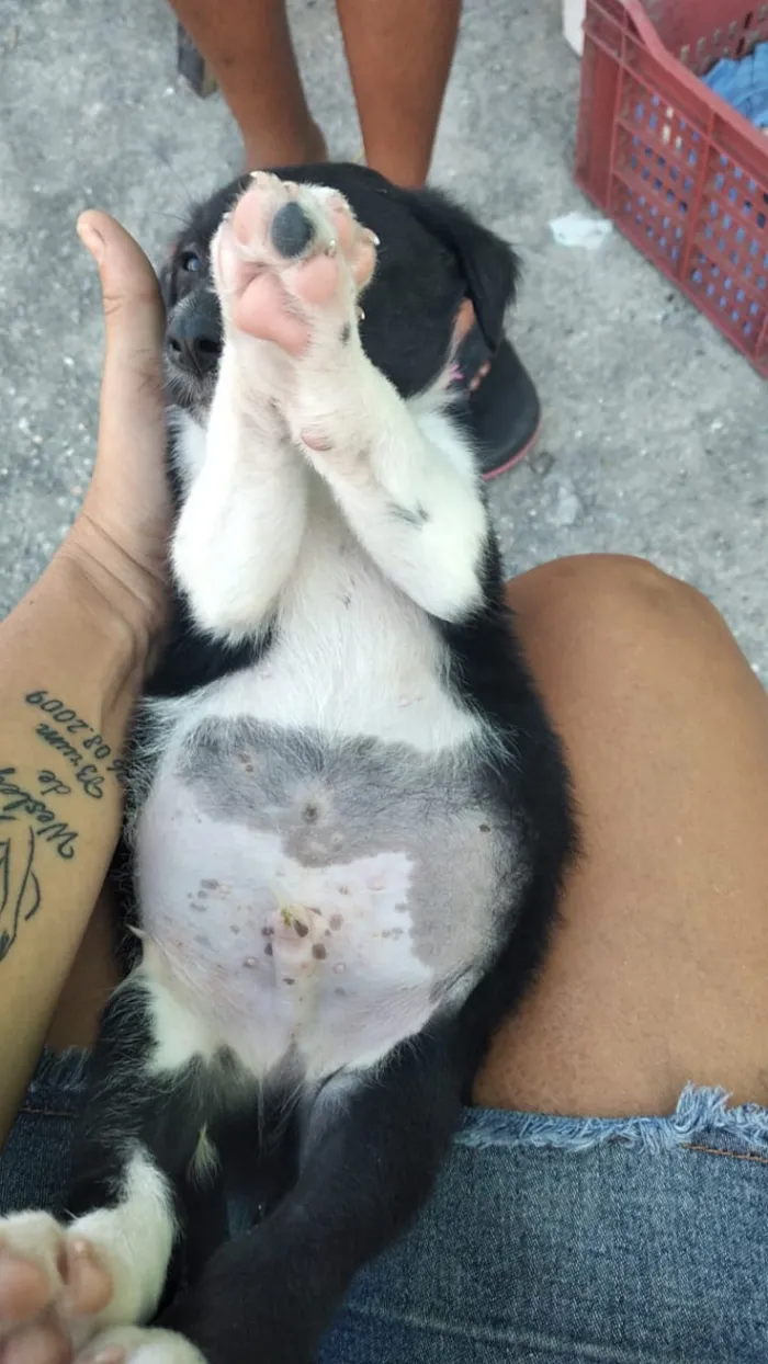 Cachorro ra a Viralsta misturado idade Abaixo de 2 meses nome Sem nomes