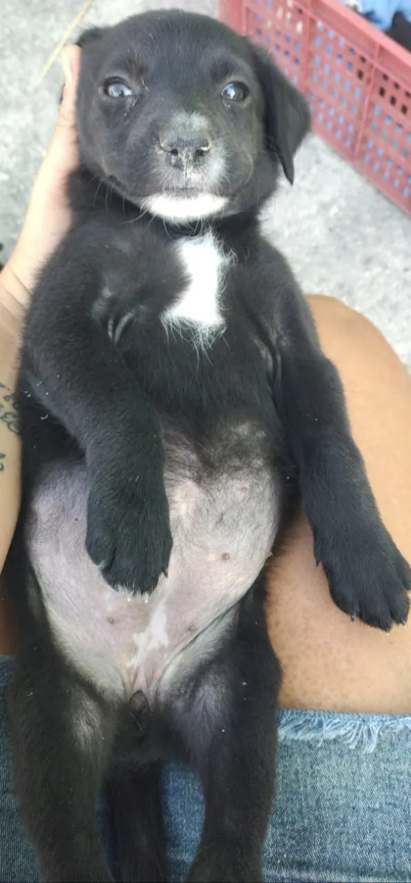 Cachorro ra a Viralsta misturado idade Abaixo de 2 meses nome Sem nomes