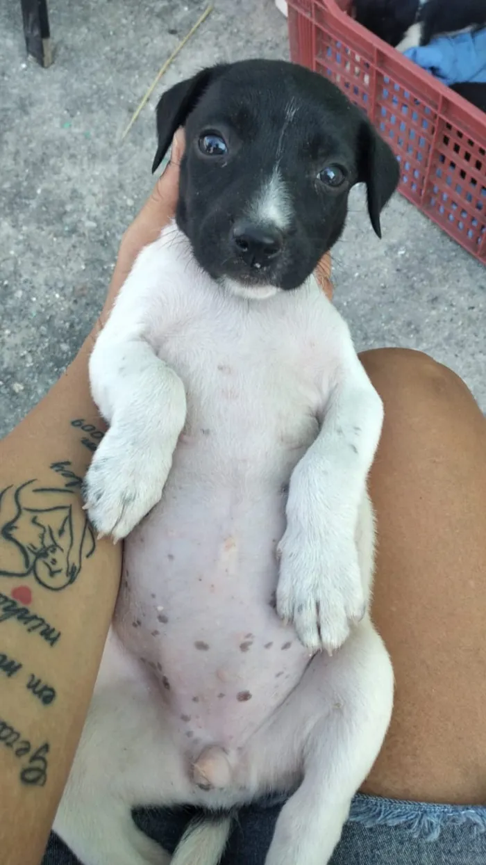 Cachorro ra a Viralsta misturado idade Abaixo de 2 meses nome Sem nomes