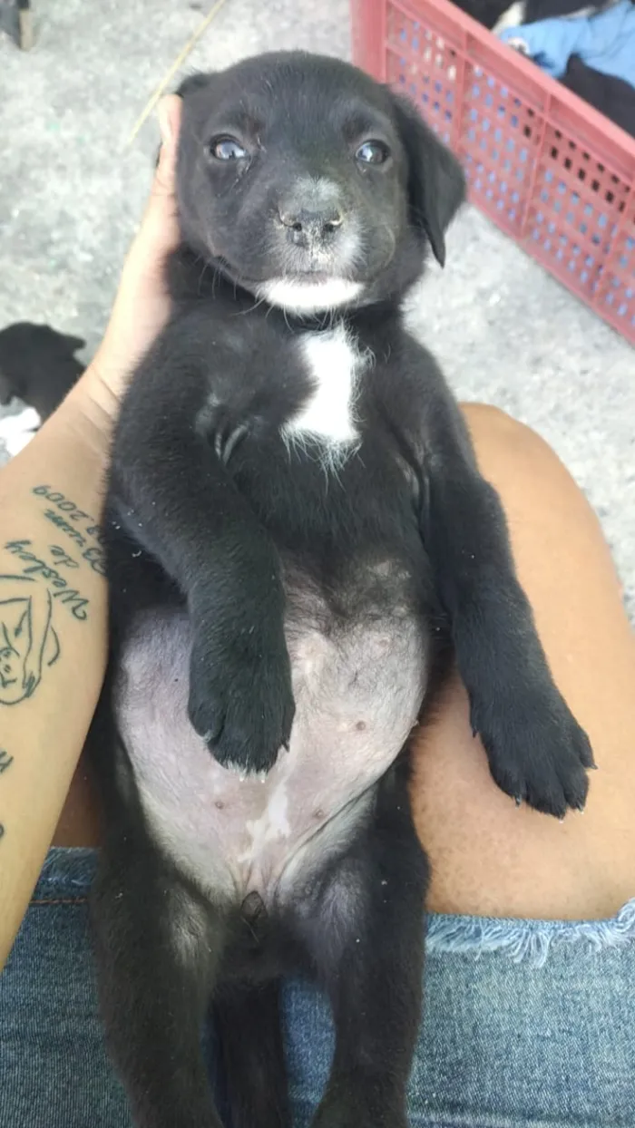 Cachorro ra a Viralsta misturado idade Abaixo de 2 meses nome Sem nomes