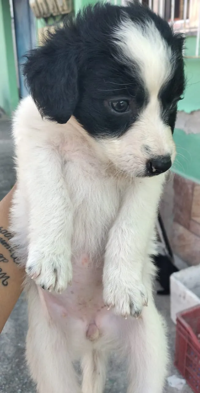 Cachorro ra a Viralsta misturado idade Abaixo de 2 meses nome Sem nomes