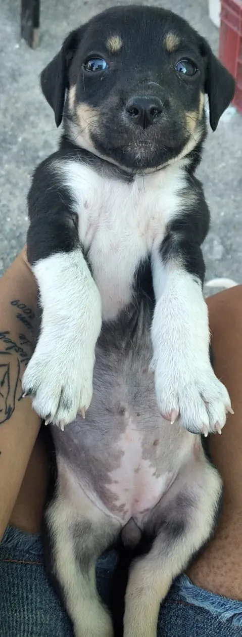 Cachorro ra a Viralsta misturado idade Abaixo de 2 meses nome Sem nomes