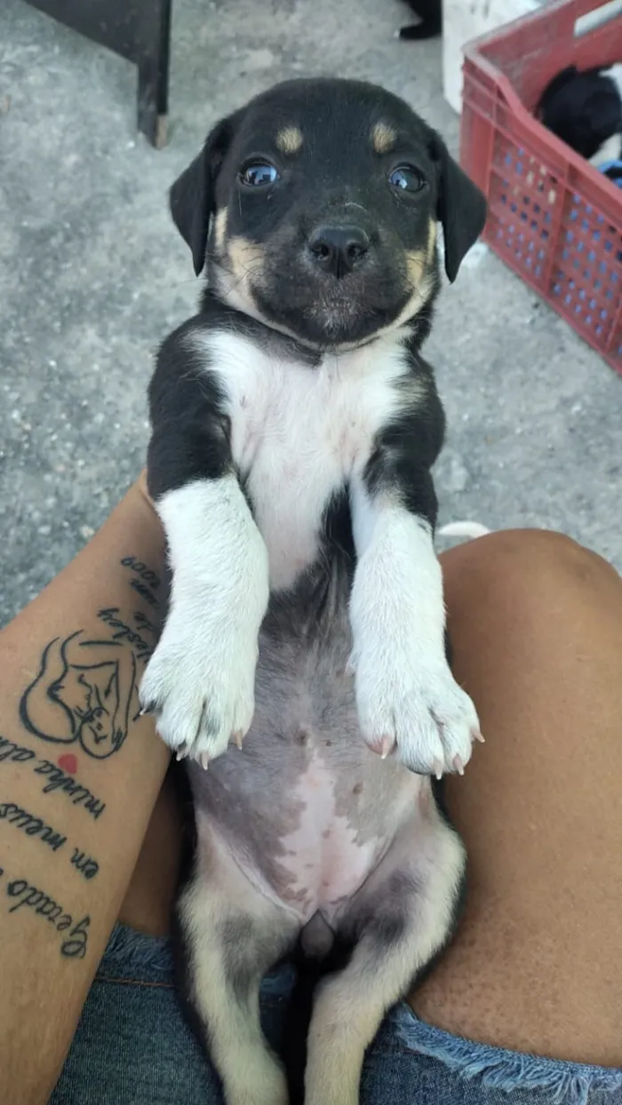 Cachorro ra a Viralsta misturado idade Abaixo de 2 meses nome Sem nomes