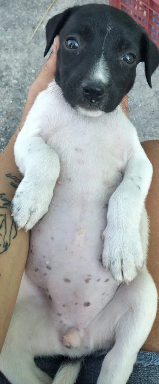 Cachorro ra a Viralsta misturado idade Abaixo de 2 meses nome Sem nomes