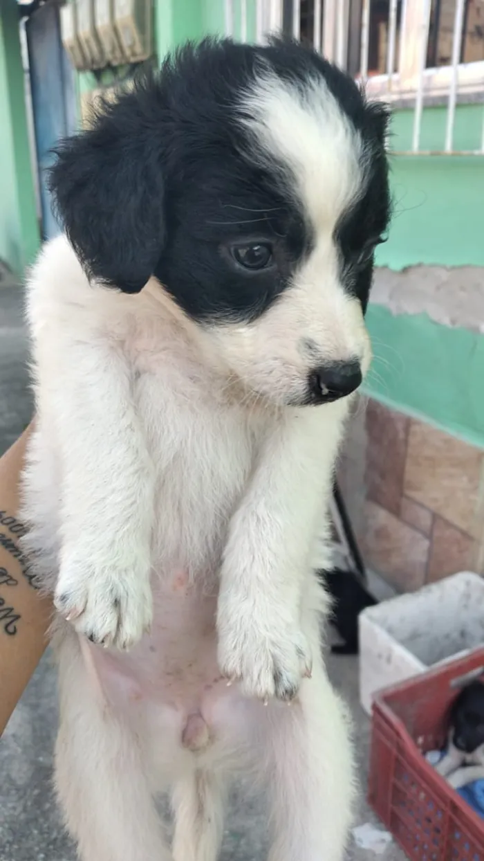 Cachorro ra a Viralsta misturado idade Abaixo de 2 meses nome Sem nomes