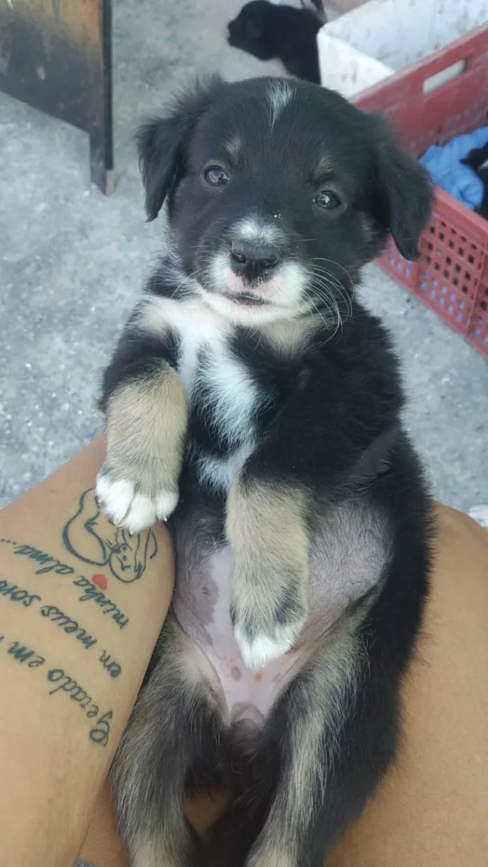 Cachorro ra a Viralsta misturado idade Abaixo de 2 meses nome Sem nomes