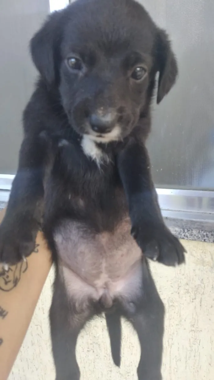 Cachorro ra a Viralsta misturado idade Abaixo de 2 meses nome Sem nomes