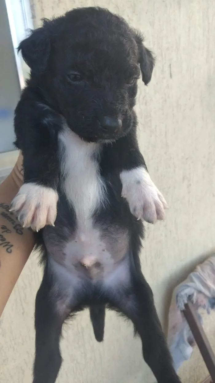 Cachorro ra a Viralsta misturado idade Abaixo de 2 meses nome Sem nomes