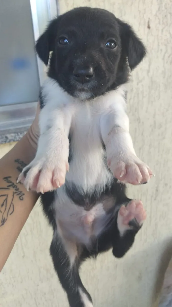 Cachorro ra a Viralsta misturado idade Abaixo de 2 meses nome Sem nomes