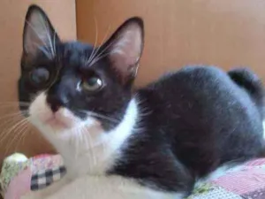 Gato raça SRD idade 2 a 6 meses nome Zezé 